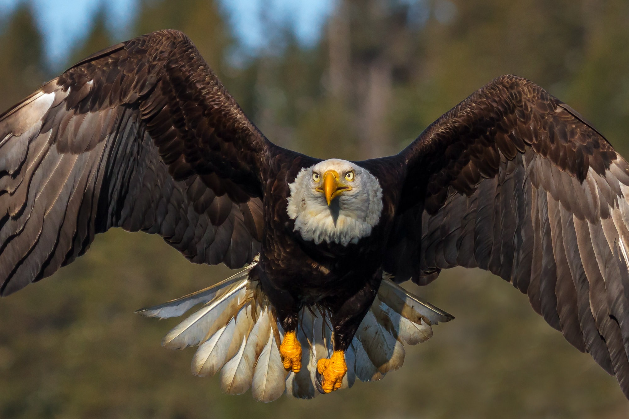 Bald-Eagle-Flying-1350-Edit-1